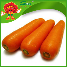 Fresh Red Carrot from China eastern vegetables on sale